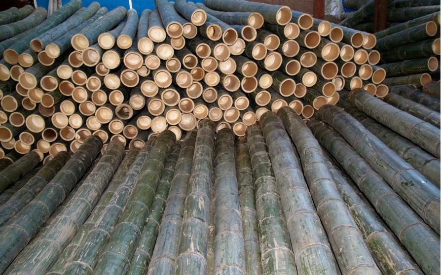 Giá trị kinh tế vượt trội từ cây tre Luồng Việt Nam - Nguyên liệu tuyệt vời thay thế gỗ trong tương lai
